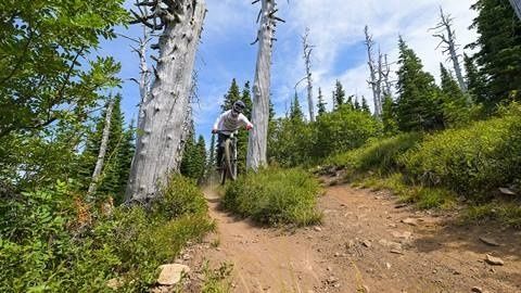 Cyklist tar sig utför en smal stig i en skog med döda träd
